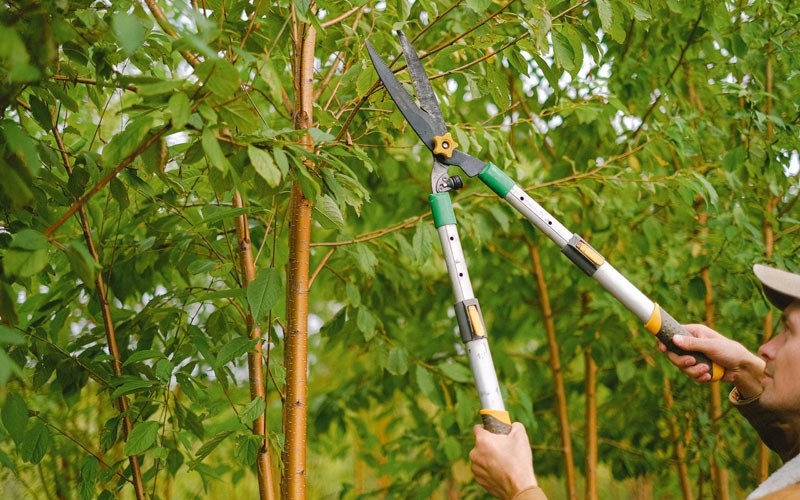 Tree trimming in Milo, IA